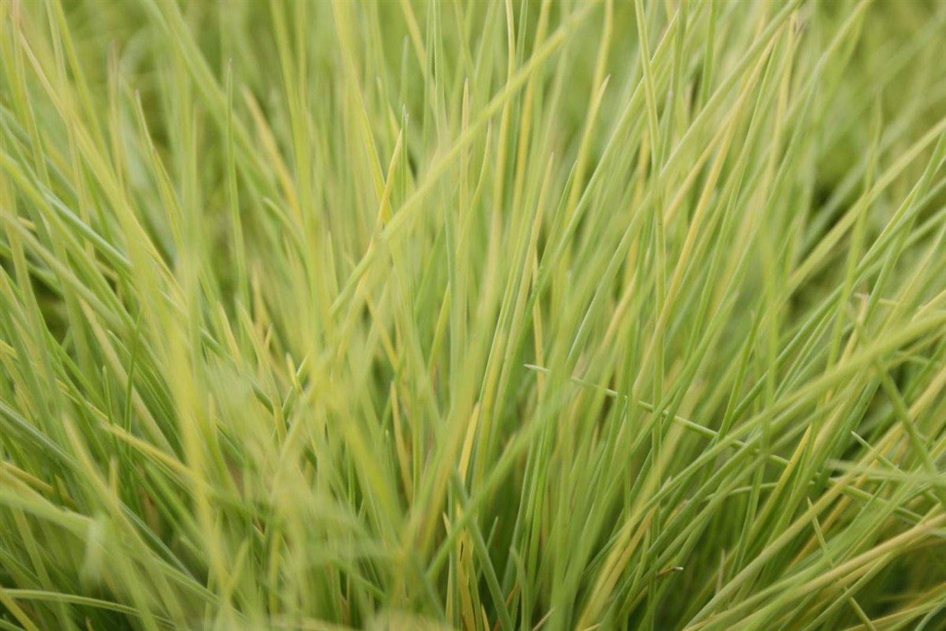 Festuca glauca Amigold - C2